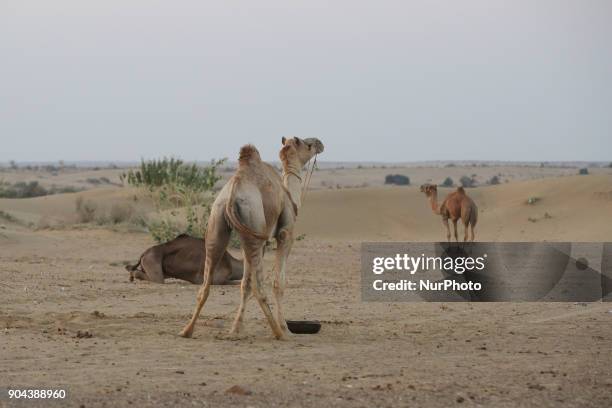 Thar Desert or The Great Indian Desert is the world's 18th largest desert and covers 10% of India. Thar desert lies between India and Pakistan. In...