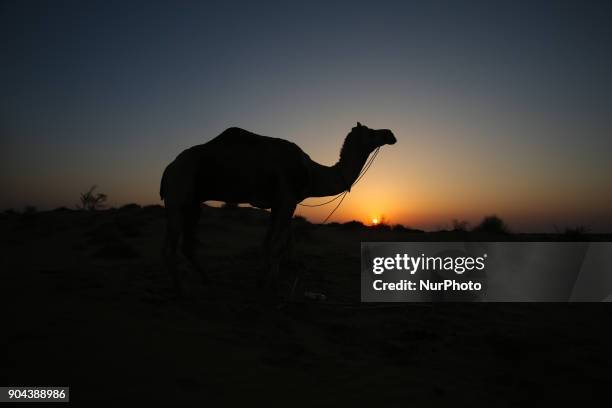 Thar Desert or The Great Indian Desert is the world's 18th largest desert and covers 10% of India. Thar desert lies between India and Pakistan. In...