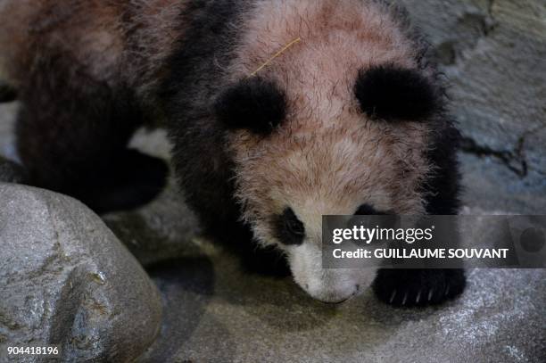 Panda cub Yuan Meng explore its new enclosure during the cub's first public appearance on January 13, 2018 at The Beauval Zoo in...