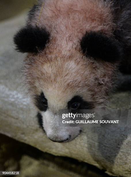 Panda cub Yuan Meng explore its new enclosure during the cub's first public appearance on January 13, 2018 at The Beauval Zoo in...