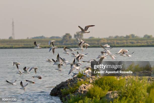 seagulls flight - animali stock pictures, royalty-free photos & images