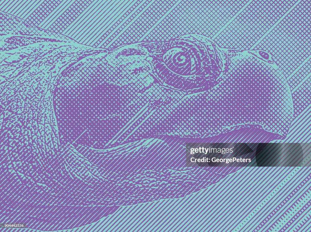 Colorful Engraving of a Sea Turtle head