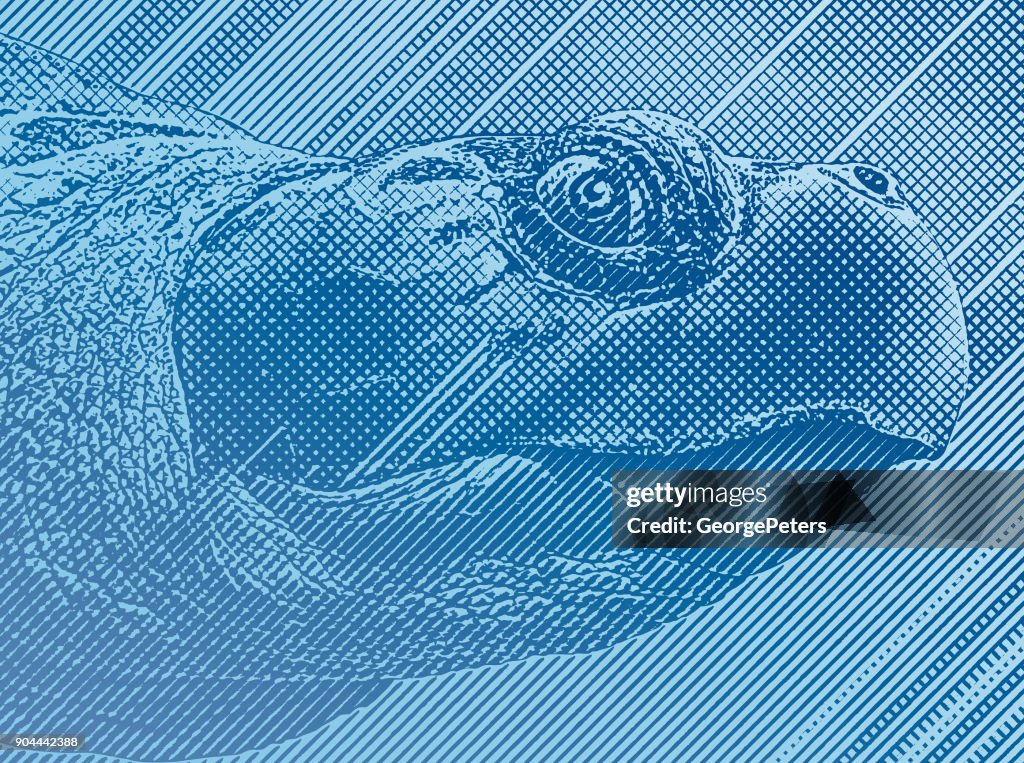 Colorido grabado de una cabeza de tortuga