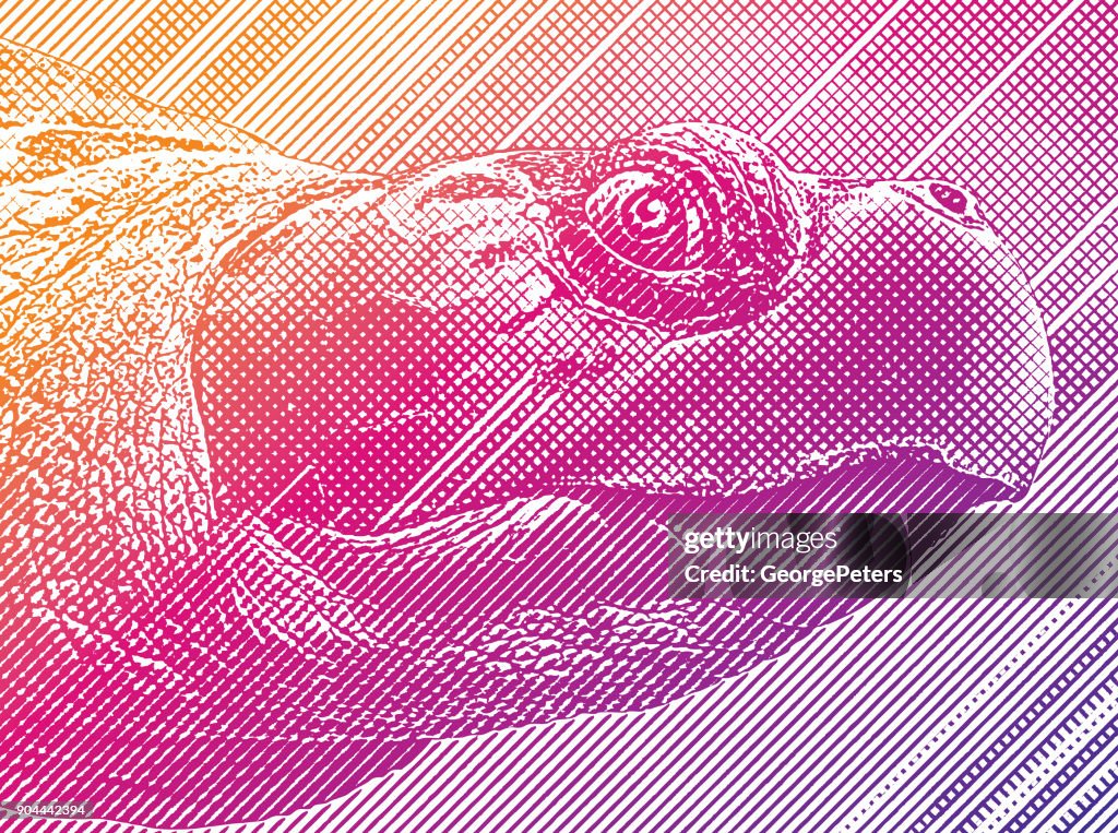 Kleurrijke gravure van een zeeschildpad hoofd