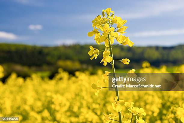 blooming rapeseed - koolzaad stockfoto's en -beelden