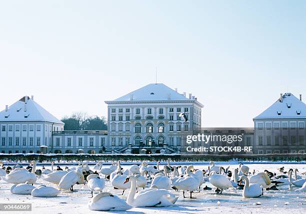 nymphenburg palace with swans in winter, munich, bavaria - palacio de nymphenburg fotografías e imágenes de stock