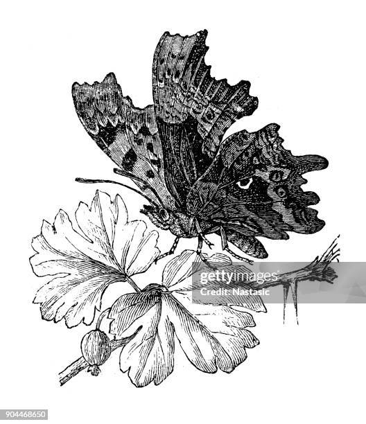 comma or anglewing (polygonia c-album) - comma stock illustrations