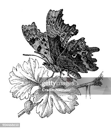 逗號或 anglewing (Polygonia c-相冊) 逗號或 anglewing (Polygonia c-相冊)