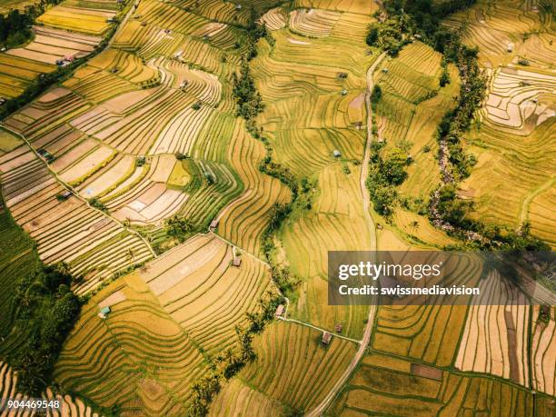 aerial view of rice terraces in ubud, bali, indonesia - tegallalang stock pictures, royalty-free photos & images