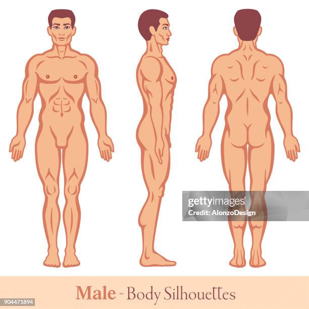 illustrazioni stock, clip art, cartoni animati e icone di tendenza di silhouette del corpo maschile - dorso umano
