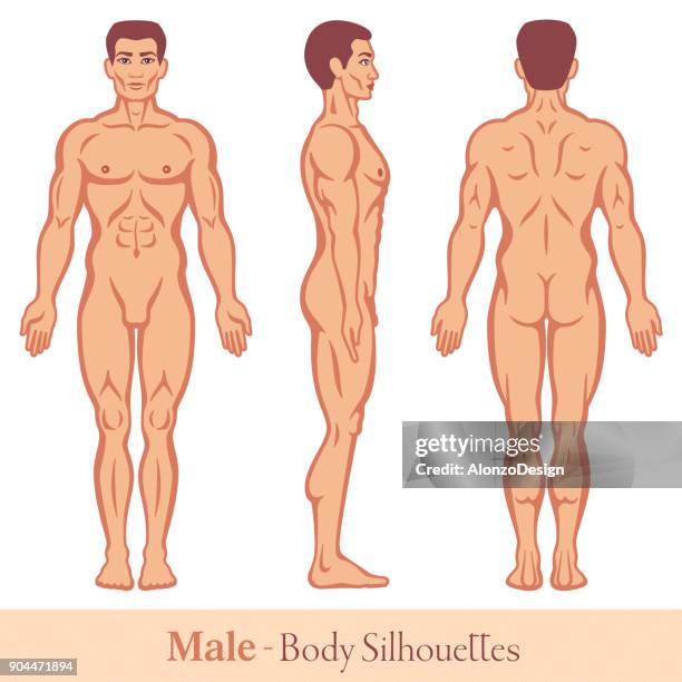 male body silhouettes - human back stock illustrations