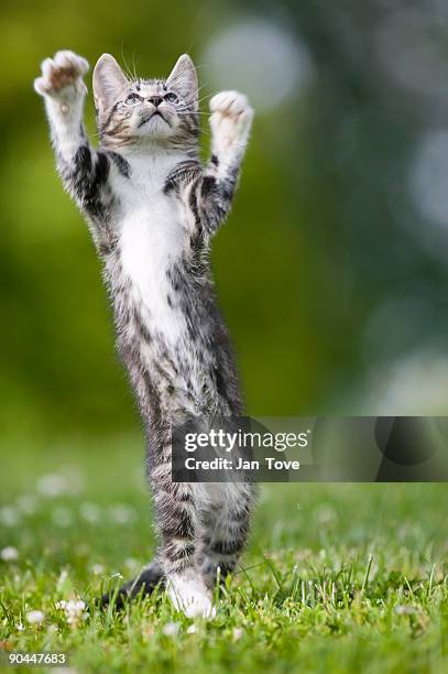 a kitten playing in the grass sweden. - jan dance 個照片及圖片檔