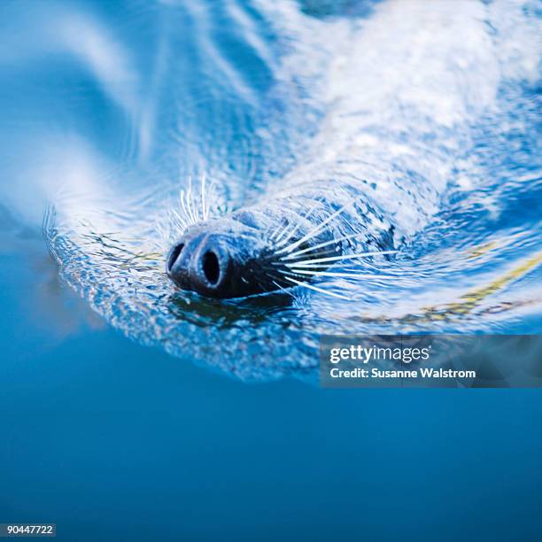 a seal in blue water sweden. - covering nose stock pictures, royalty-free photos & images