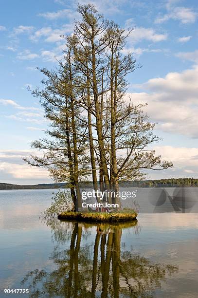 trees on a holm sweden. - klibbal bildbanksfoton och bilder