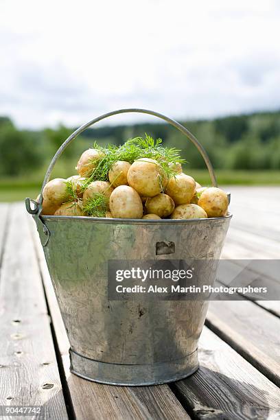 a tin pail full of potatoes sweden. - nieuwe aardappel stockfoto's en -beelden