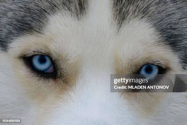 Photo taken on January 13, 2018 shows the eyes of a Siberian Husky dog in Sokolniki Park in Moscow. / AFP PHOTO / Mladen ANTONOV