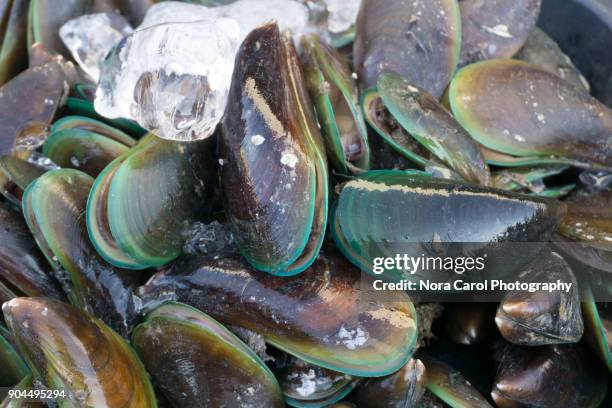 fresh green lipped mussel - 動物の筋肉 ストックフォトと画像