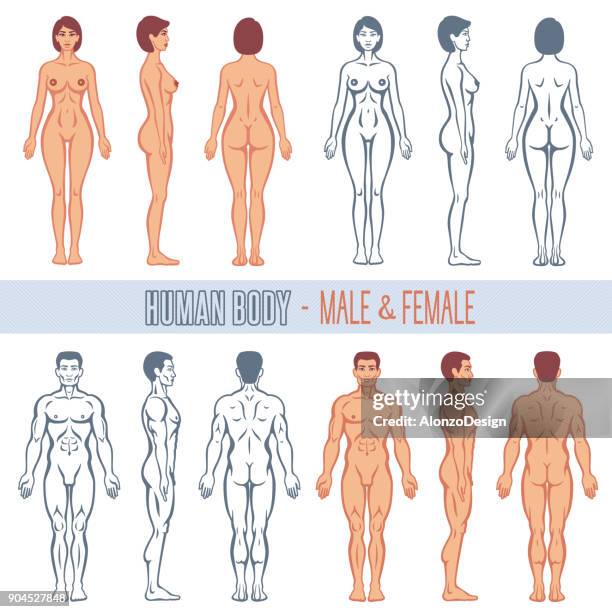 human body male and female - male likeness stock illustrations