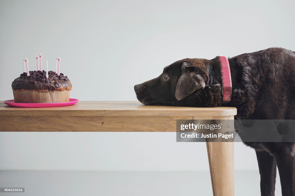 Dog eyeing up a Birthday Cake