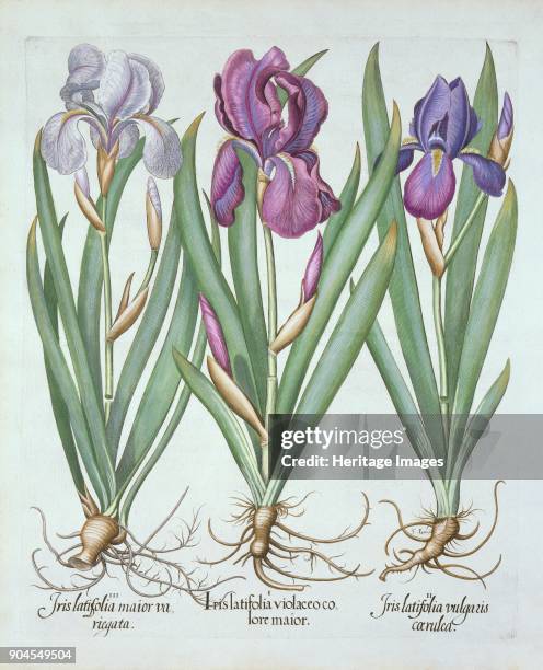 Three varieties of rhizomatous bearded irises, from 'Hortus Eystettensis', by Basil Besler (1561-16 i. Iris Latifolia violaceo co lore maior; ii.Iris...
