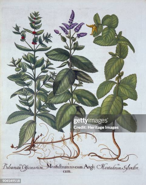 Horsemint and Spearmint, from 'Hortus Eystettensis', by Basil Besler , pub. 1613 (hand-co I Mentastrum niveum Angli cum; II Mentastrum sylvestre; III...