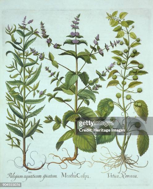 Spearmint, Roman Nettle and Long-Leaved Horsemint, from 'Hortus Eystettensis', by Basil Besler (1561 I Mentha Crispa; II Urtica Romana; III Pulegium...