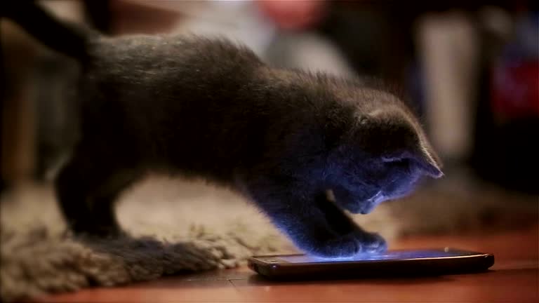 45,111 Funny Animals Videos and HD Footage - Getty Images 45,111 Funny Animals Videos and HD Footage - Getty Images