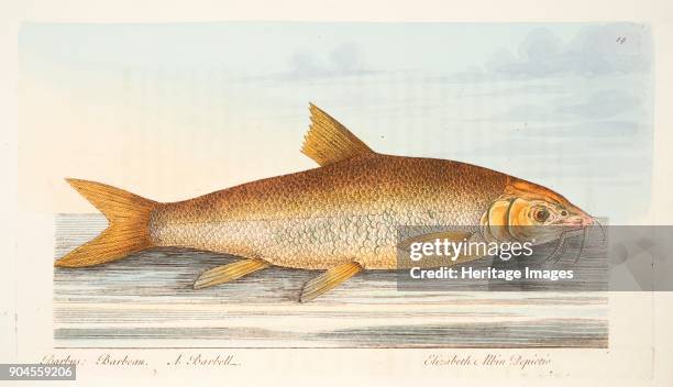 The Barbel, from A Treatise on Fish and Fish-ponds, pub. 1832 .