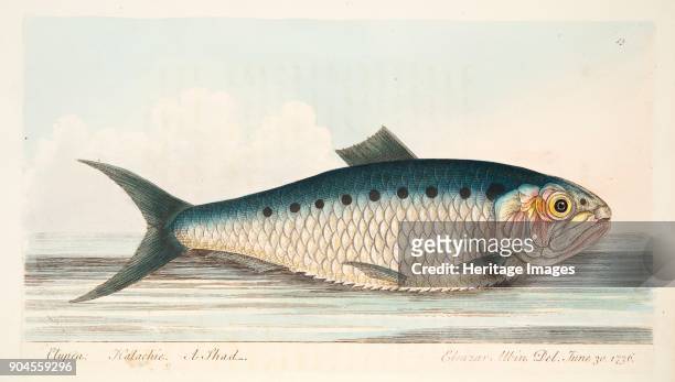 The Shad, from A Treatise on Fish and Fish-ponds, pub. 1832 .