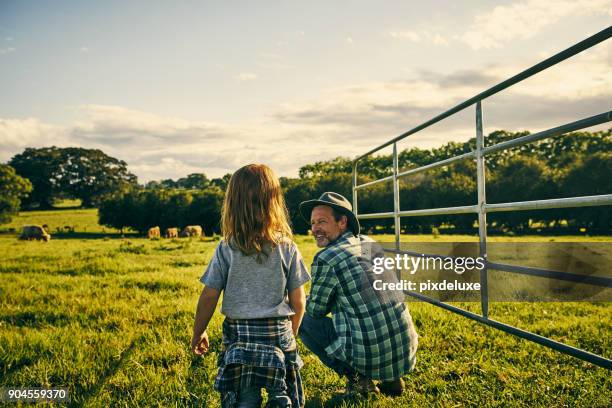 you wanna touch one? - farmers australia stock pictures, royalty-free photos & images