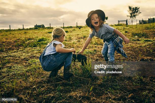 i touched him! - australian farmers stock pictures, royalty-free photos & images