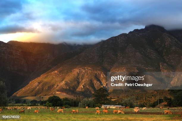 swellendam hills - swellendam stock pictures, royalty-free photos & images