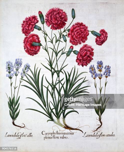 Red Carnation and Lavender, from 'Hortus Eystettensis', by Basil Besler , pub. 1613 (hand I Caryophyllus maximus plenus flore rubro II Lavendula...