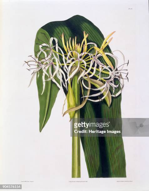Crinum Declinatum, Plate 43., from A Selection of Hexandrian Plants, pub. R. Havell, London, 1831-1834 .