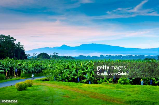 banana plantation, sarapiqui, costa rica - heredia province stock pictures, royalty-free photos & images