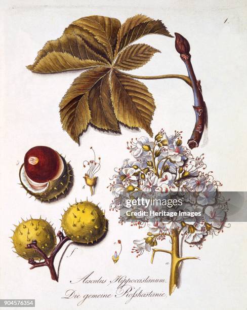 Aesculus Hippocastanum, from a Comprehensive Work on All Species of Wood by Johann Daniel von Reitter, pub. 1803-1805 .