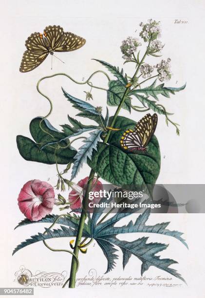 Abutilon, 2. Convolvulus, c. 1748 ..