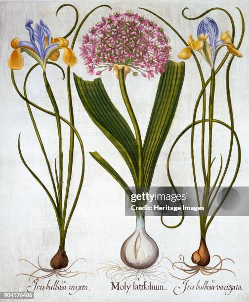 Purple Sensation, and Spanish Irises, from 'Hortus Eystettensis', by Basil Besler , pub. I Moly latifolium; II Iris bulbosa variegata; III Iris...