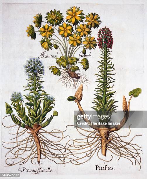 Butterburs and Winter Aconite, from 'Hortus Eystettensis', by Basil Besler , pub. 1613 (h I Petasites; II Aconitum hyemale; III Petasites flore albo;...