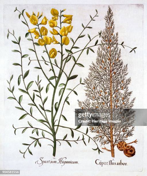 Italian Cypress and Spanish Broom, from 'Hortus Eystettensis', by Basil Besler , pub. 161 I Cupressus arbor; Italian cypress originally from Asia,...