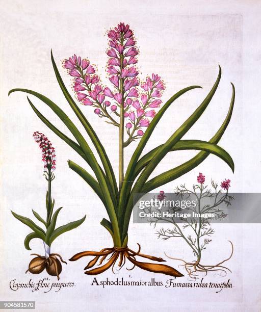 Asphodel, Burnt Orchid and Fumaria Spicata, from 'Hortus Eystettensis', by Basil Besler , I Asphodelus maior albus; II Cinosorchis flore purpureo,...