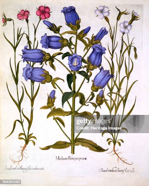 Canterbury Bells, and Corn Cockles, from 'Hortus Eystettensis', by Basil Besler , pub. 16 I Medium flore purpurea; II Pseudomelantoium flore...