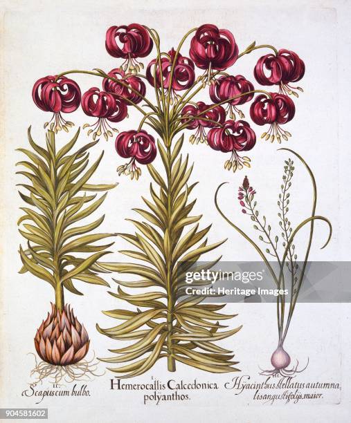 Scarlet Turk's Cap Lily and Scilla Autumnalis, from 'Hortus Eystettensis', by Basil Besler (1561-162 I Hemerocallis Calcedonica polyanthos; II...