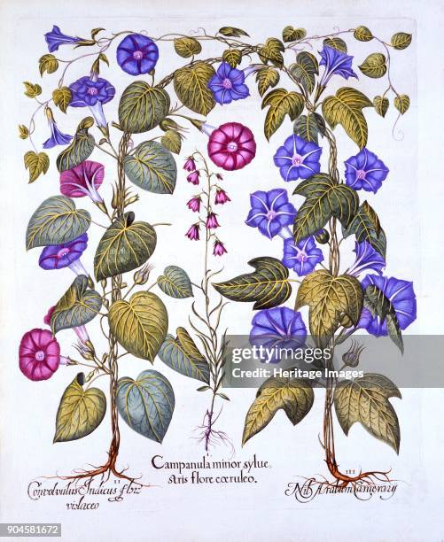 Harebell and Convovulus, from 'Hortus Eystettensis', by Basil Besler , pub. 1613 (hand-co I Campanula minor syluestris flore coeruleo; II Convolvulus...