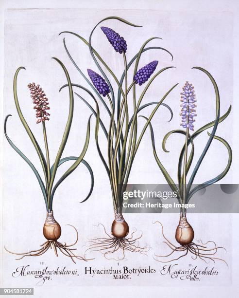 Grape Hyacinths, from 'Hortus Eystettensis', by Basil Besler , pub. 1613 (hand-coloured e I Hyacinthus Botryoides maior; II Muscari flore obsoleto...