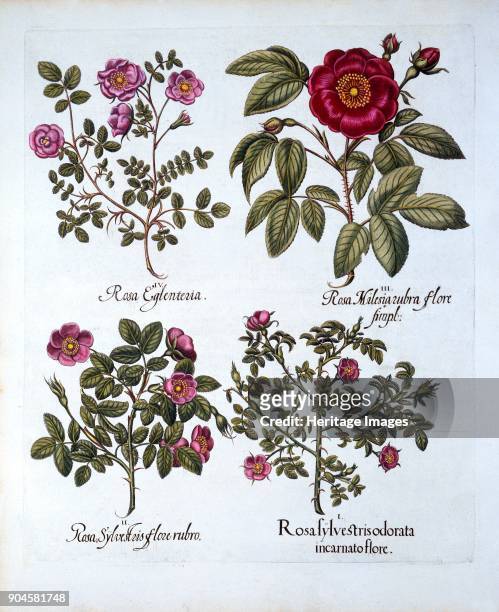 Four variets of Dog Rose, from 'Hortus Eystettensis', by Basil Besler , pub. 1613 (hand-c I Rosa sylvestris odorata incarnato flore; II Rosa...
