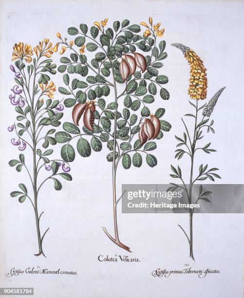Colutea Tree and Cytisus Varieties, from 'Hortus Eystettensis', by Basil Besler , pub. 16 I Colutea Vesicaria; II Cytisus Caleni Maranth cornutus;...