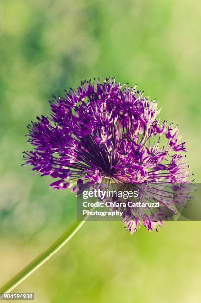 purple dandelion - dandelion greens stock pictures, royalty-free photos & images