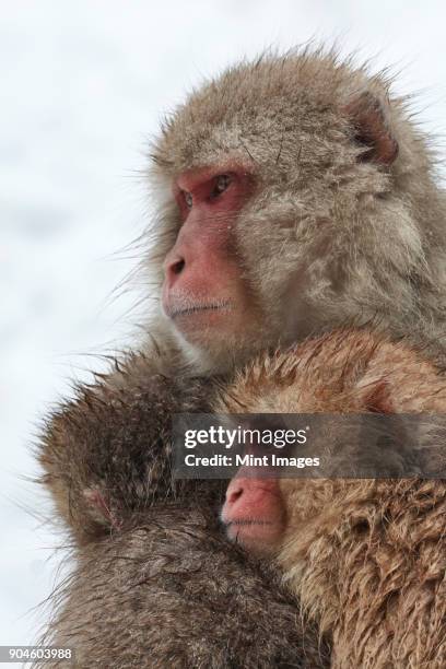 japanese macaque, macaca fuscata, mother and two young huddling together for warmth in the winter snow. - monkey skin photos et images de collection