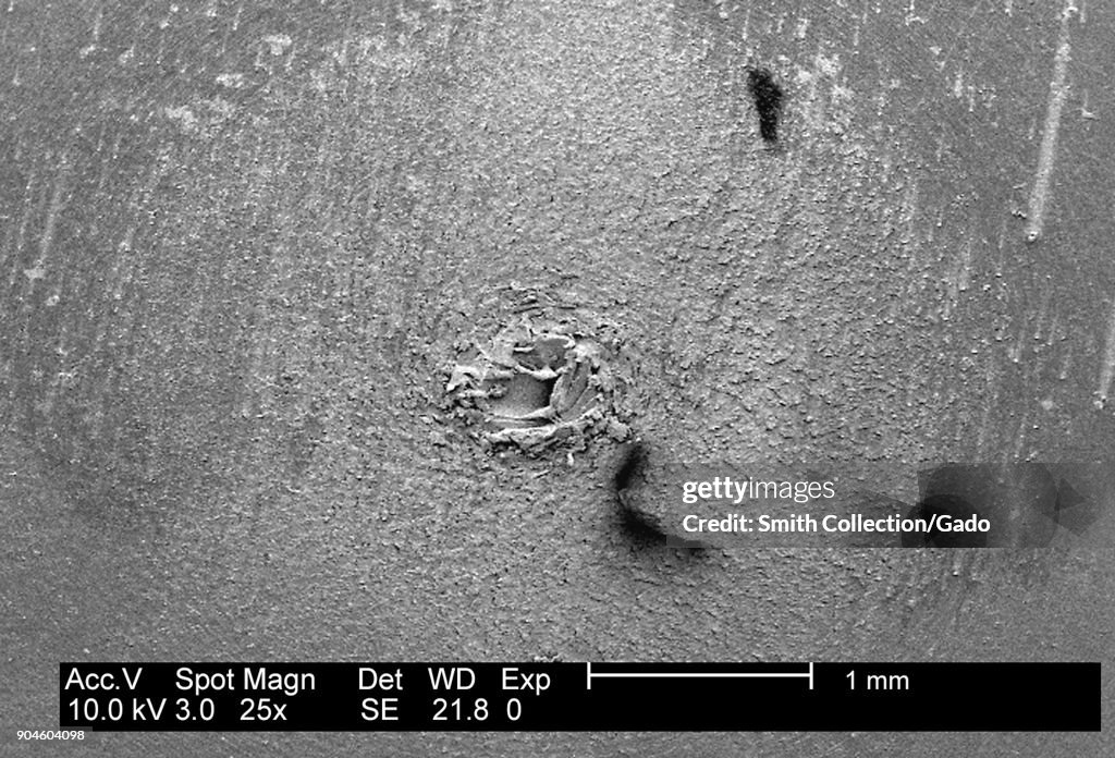 P. Mirabilis Biofilm